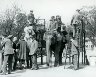 Visitors Queueing for an Elephant Ride While Others Embark, with the Help of Five Keepers, London Zoo