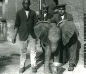 Young African Elephant Kiberenge, drinking from a bucket, with trainers Darish and Syed Ali, and Keeper H. Robertson in 1923