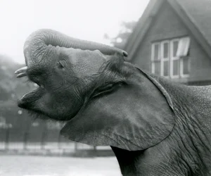 Young African Elephant Kiberenge raising his trunk and calling, London Zoo, August 1925