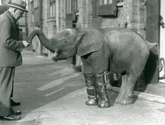 Young Pygmy African Elephant Oojah with splints fitted, as part of her treatment for rickets, London Zoo, 1926