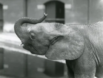 Young female African Pygmy Elephant Oojah raising her trunk at London Zoo, July 1925