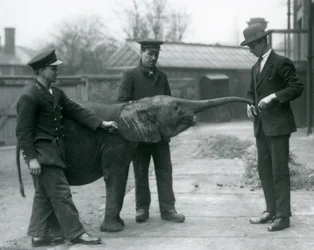 Young female African Pygmy Elephant Oojah raising her trunk for a treat at London Zoo, June 1925