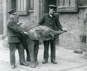 Young female African Pygmy Elephant Oojah raising her trunk for a treat from her keepers at London Zoo, April 1925