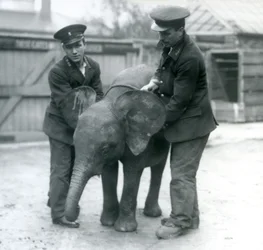 Young female African Pygmy Elephant Oojah with two Keepers at London Zoo in April 1925