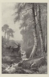 Dawn in the Forest