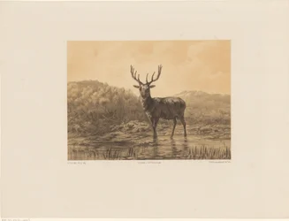 Deer in Landscape