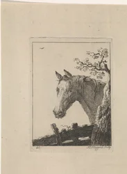 Head of a Horse