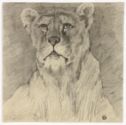 Front View of Seated Lioness