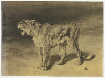 Lioness Roaring