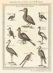 Guinea Birds from Bosman