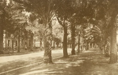 Hyeres, Avenue de la Gare, Allee de Palmiers