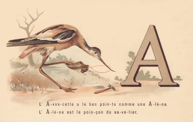 A: The Avocet has the pointed beak like an awl