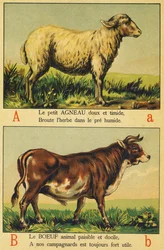 A as Lamb and B as Beef