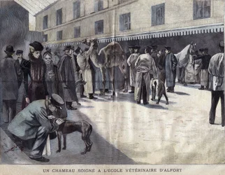 A camel heals at the Veterinary School of Maison Alfort. Illustration of 1899 in 