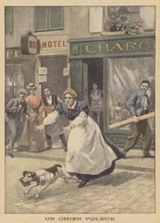 A canine thief