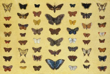 A collage of butterflies and moths including the Camberwell Beauty, the British Swallowtail, the Scarce Swallowtail, the Peacock and the Small Tortoiseshell, c.1830