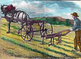 One of the first mechanical hoeing machines, with animal traction, used in a beet field
