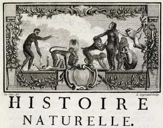 Allegory of Natural History on Apes - in 