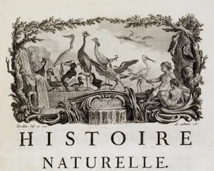 Allegory of Natural History on birds - in 