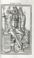 Anatomical Illustration, 1546