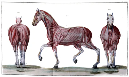 Anatomy of the horse: Skin, face and profile - 