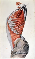 Anatomy of the torso, drawn by a student
