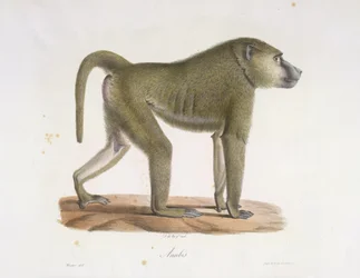 Baboon, from Histoire Naturelle des Mammifères
