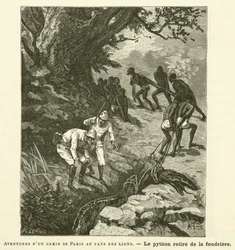 Adventures of a Parisian Kid in the Land of Lions (engraving)