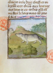 Badgers, from the Livre de la Chasse by Gaston Phebus de Foix (1331-91)