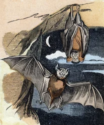 Bat (Engraving in "Buffon Alphabet des Oiseaux n 1")