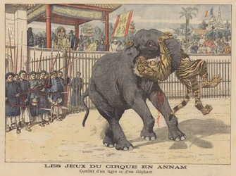 Battle Between an Elephant and a Tiger in a Circus in Annam, Indochina