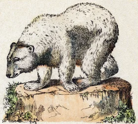 Bear. Engraving in 