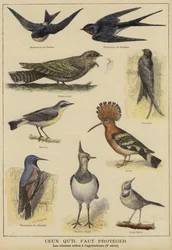 Birds in need of protection because of their benefit to farming