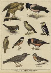 Birds in need of protection because of their benefit to farming