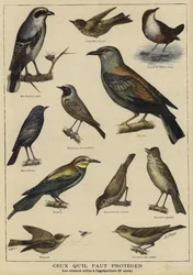 Birds in need of protection because of their benefit to farming