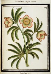 Black hellebore, c. 1700