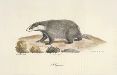 Badger, from Histoire Naturelle des Mammifères