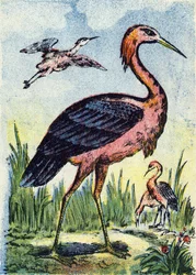 Blue heron: bird eagle feeding on worms and reptiles. Lives in the United States and the Caribbean. Engraving in Alphabet des oiseaux. Imagery of Pont-a-Mousson, Marcel and/or Louis Vagne, Printer-Publisher, late 19th century. 16 pages. Dim: 20.5 x 14 cm