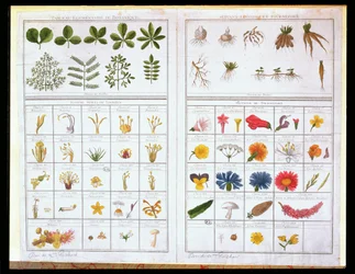 Botanical table after Carl von Linne and Joseph Pitton de Tournefort, late 18th century
