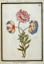 Bouquet of Anemones, c.1700