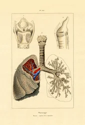 Breathing