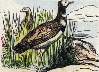Bustard (Engraving in "Buffon Alphabet des Oiseaux n 1")