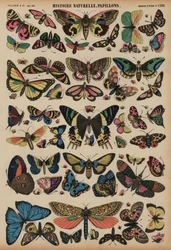 Butterflies