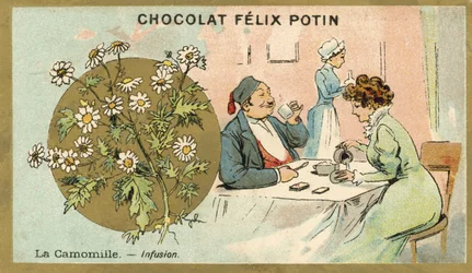 Camomile Tea