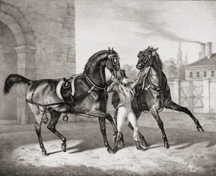 Carriage Horses for the King of England