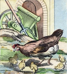Chicken and Chicks (Engraving in "Buffon Alphabet des Oiseaux n 2")