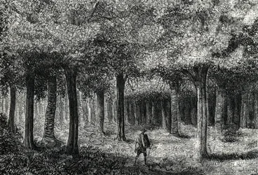 Cinchona tree forest producing cinchona bark for treating malaria, Peru 1888