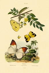 Cloudless Sulphur
