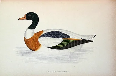 Common Shelduck