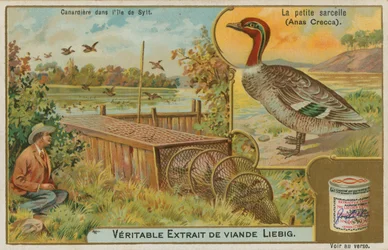 Common Teal; Catching Ducks